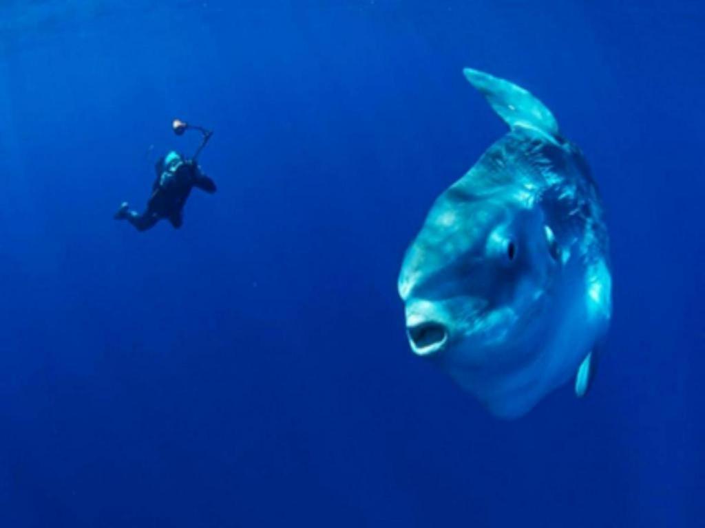 Tulamben Wreck Divers Resort & Restaurant Luaran gambar